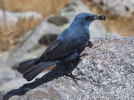 blue rock thrush