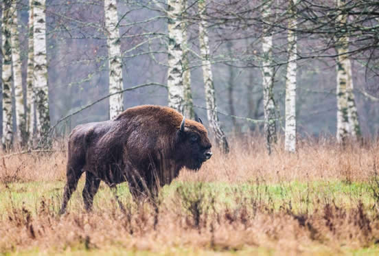 bison against birches