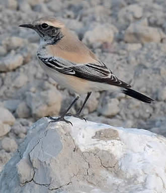 Desert wheatear