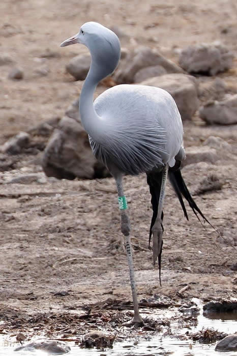 Ringed blue crane, Etosha National Park (David Bennett)