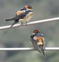 red-rumped swallows