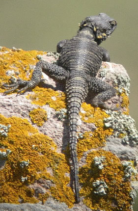 Starred agama (Rob Lucking)