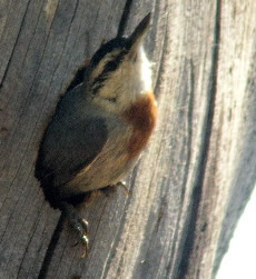 Kruper's nuthatch (Rob Lucking)