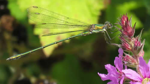 Willow Emerald Damselfly