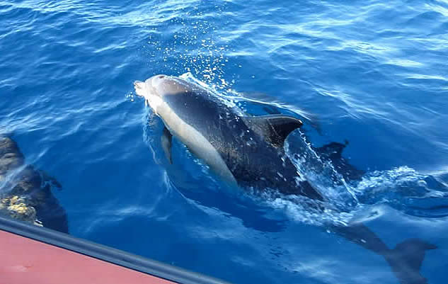 common dolphins