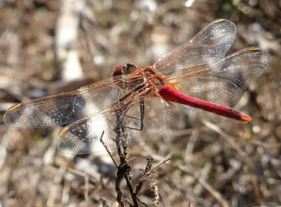 red-veined darter