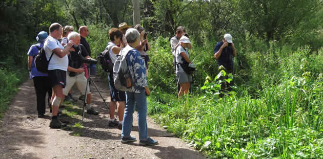 Watching a willow emerald (DL)