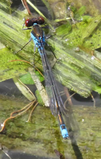 Small Red-eyed Damselfly