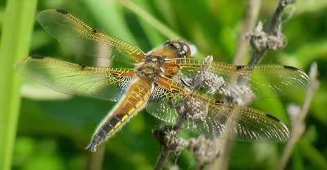 Four-spotted chaser