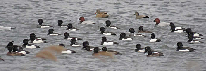 tufted and other ducks (Derek Longe)