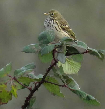 meadow pipit (Derek Longe)