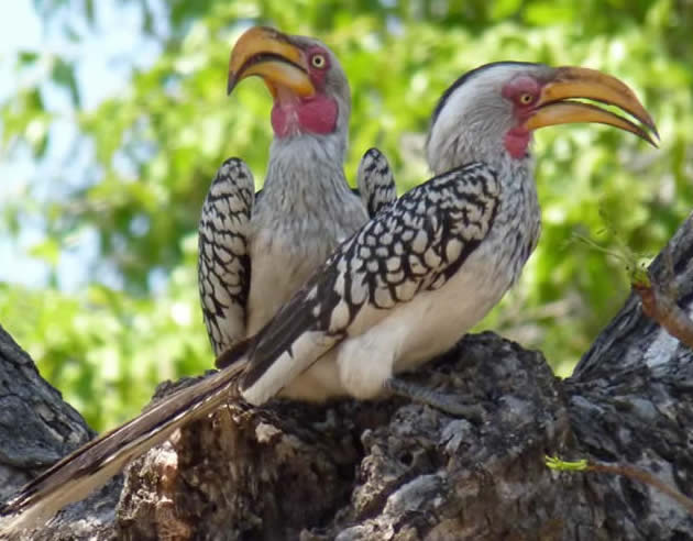 southern yellow-billed hornbills