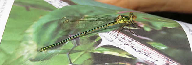 Willow Emerald Damselfly