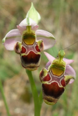 woodcock orchids
