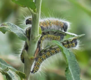 Buff-tip moth caterpillars