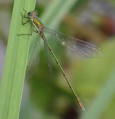 Willow Emerald (Derek Longe)