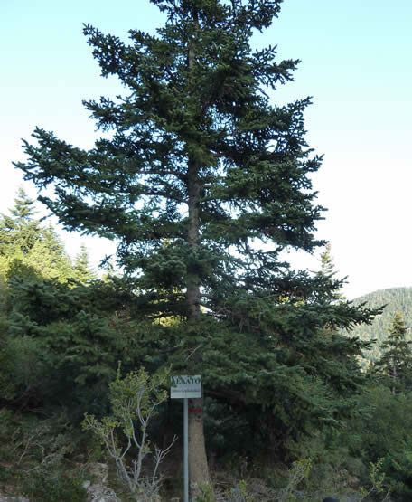 Abies cephalonica Grecian fir