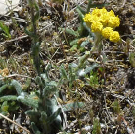 Achillea ageratum