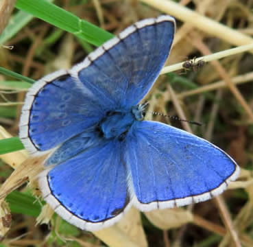 Adonis blue