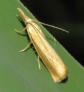 Agriphila-straminella Straw Grass-veneer 