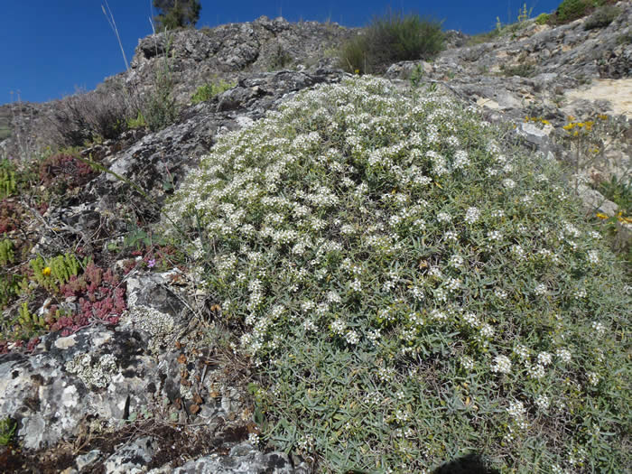 Alyssum spinosum 