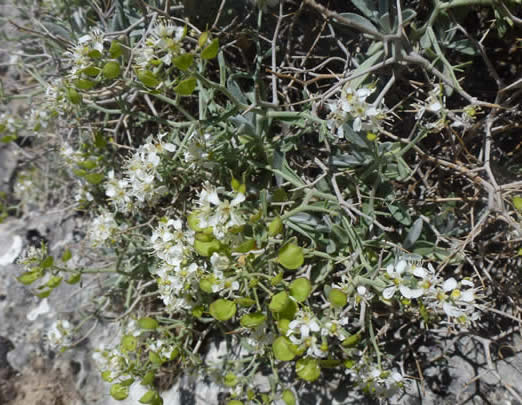 Alyssum spinosum 