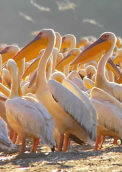 white pelicans