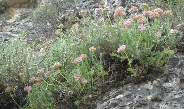 Anthyllis montana subsp. hispanica
