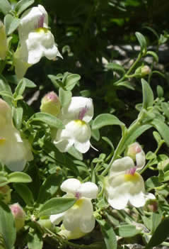 Antirrhinum pulverulentum