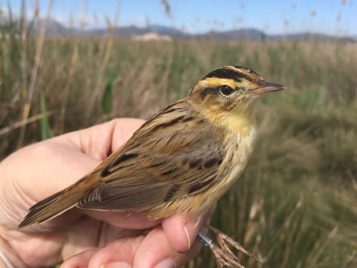 Aquatic warbler