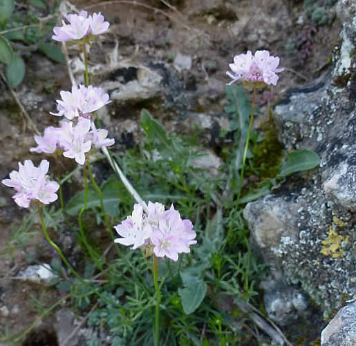 Armeria filicauli