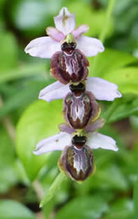 Aveyron orchid