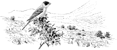 Black-headed bunting