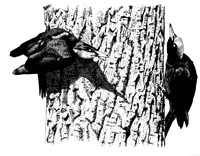 Black woodpeckers