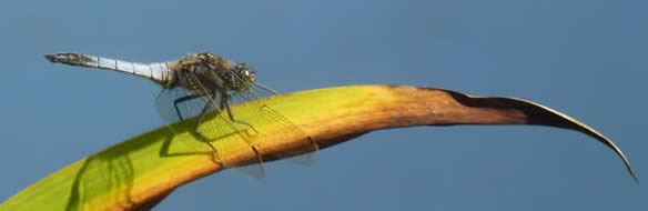 Black-tailed skimmer