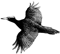 Black woodpecker 
