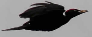 black woodpecker