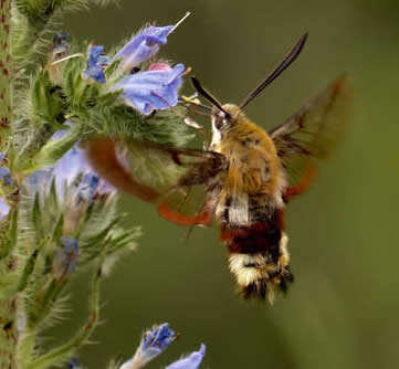 Broad-bordered bee hawkmoth