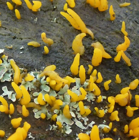 Small Stag's Horn (Calocera cornea) 