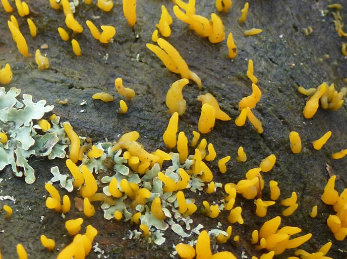 Calocera cornea 