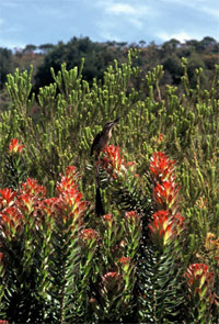 Cape sugarbird on Mimetes cucullatus