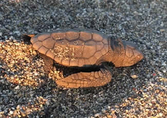 Caretta caretta