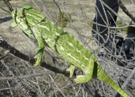 Chameleon, Algarve