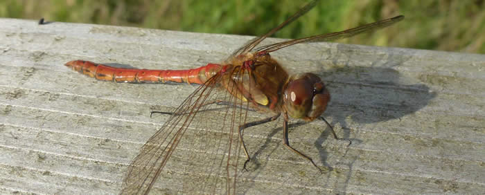 Common Darter