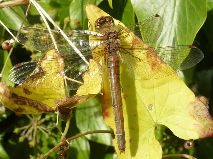 Common Darter