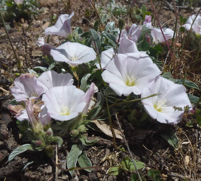 Convolvulus lineatus