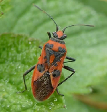 Corizus hyoscyami