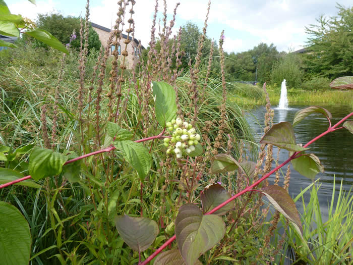 Cornus alba by Terrace Café pond