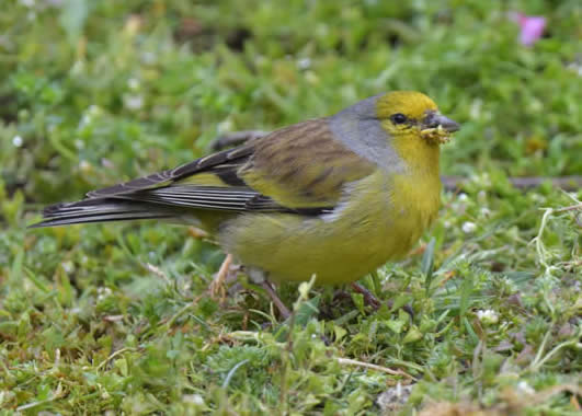 Corsican finch (Christopher Hall)