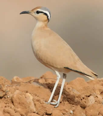 cream-coloured courser